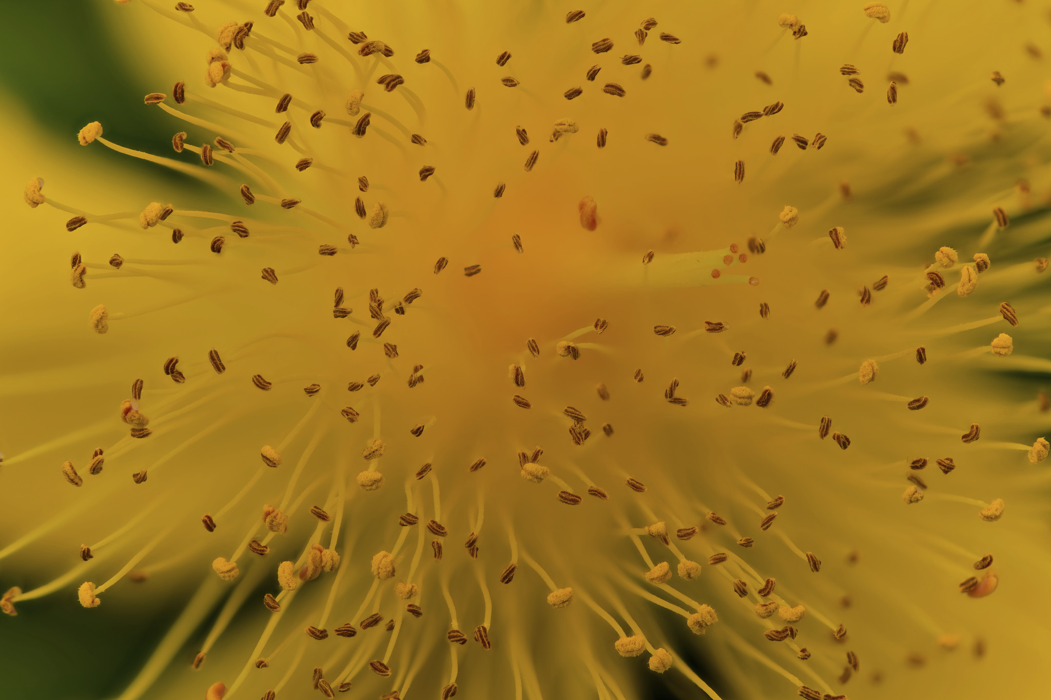 Großkelchiges Johanniskraut